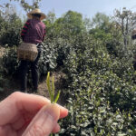 [Pre-Sale 10% off] 2025 Huo Shan Huang Ya Yellow Tea - Image 9