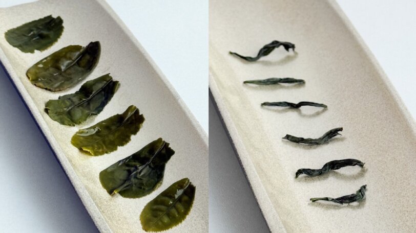 [Available Now - 10% off] 2025 Lu An Gua Pian "Melon Seed" Green Tea - Image 5